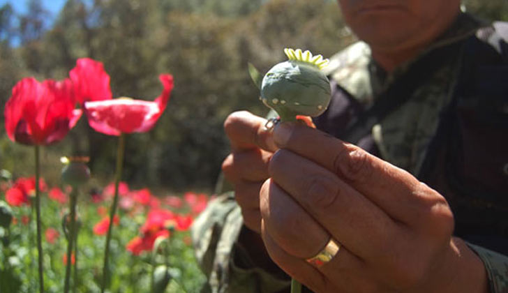 Sólo la ONU puede legalizar la amapola con fines médico