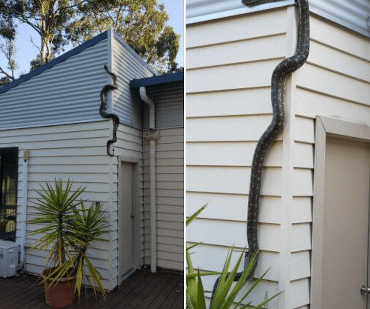 Pitón de cuatro metros invade una casa en Australia