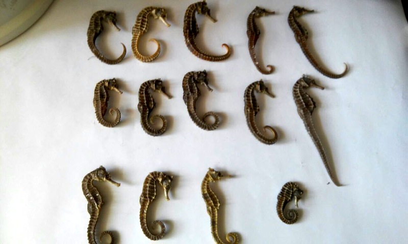 Capturan a chino que traficaba caballitos de mar