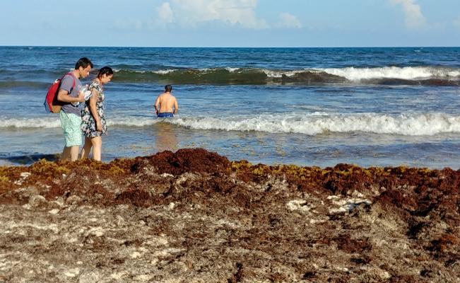 Analizan expertos carbonizar sargazo