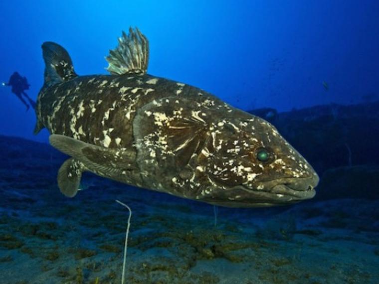 Basura mata a pez que sobrevivió a los dinosaurios