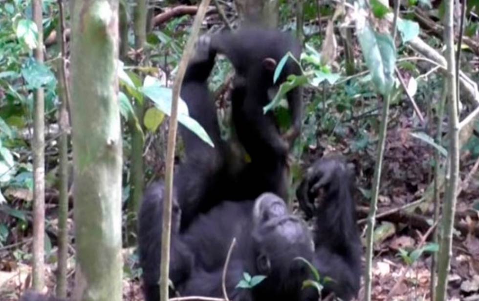 Chimpancé juega al ‘avioncito’ con cría y el video se viraliza