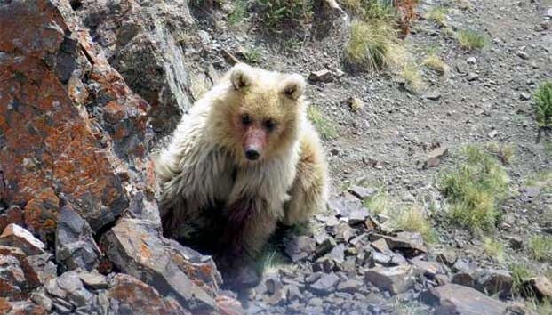 Encuentran en Rusia una criatura que se creía extinta