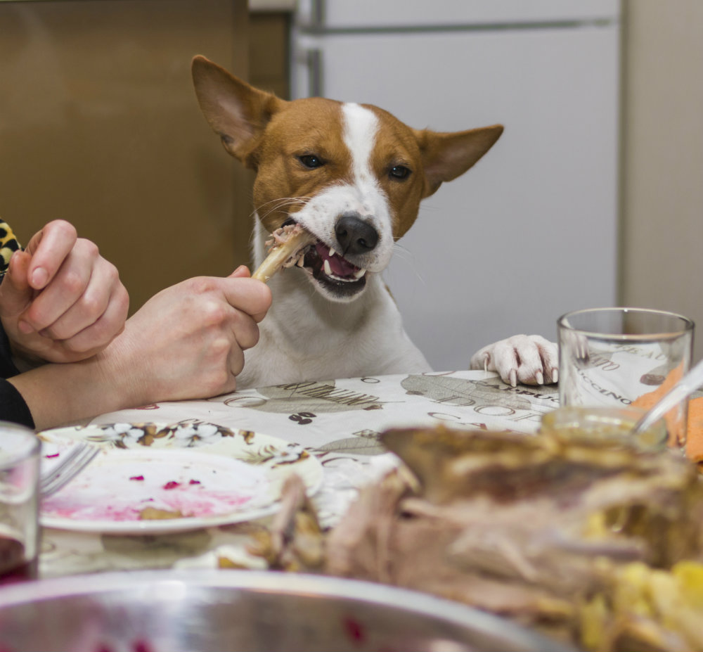 Alimentos que no debes darle jamás a tu perro