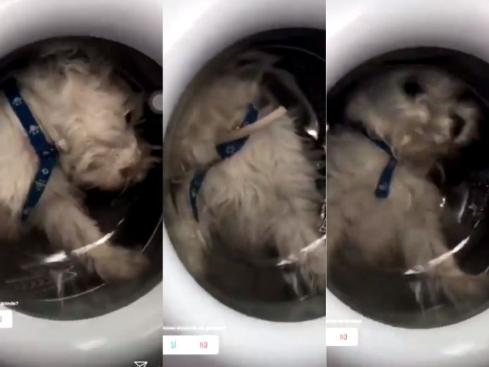 Dueña graba a su mascota dentro de una lavadora