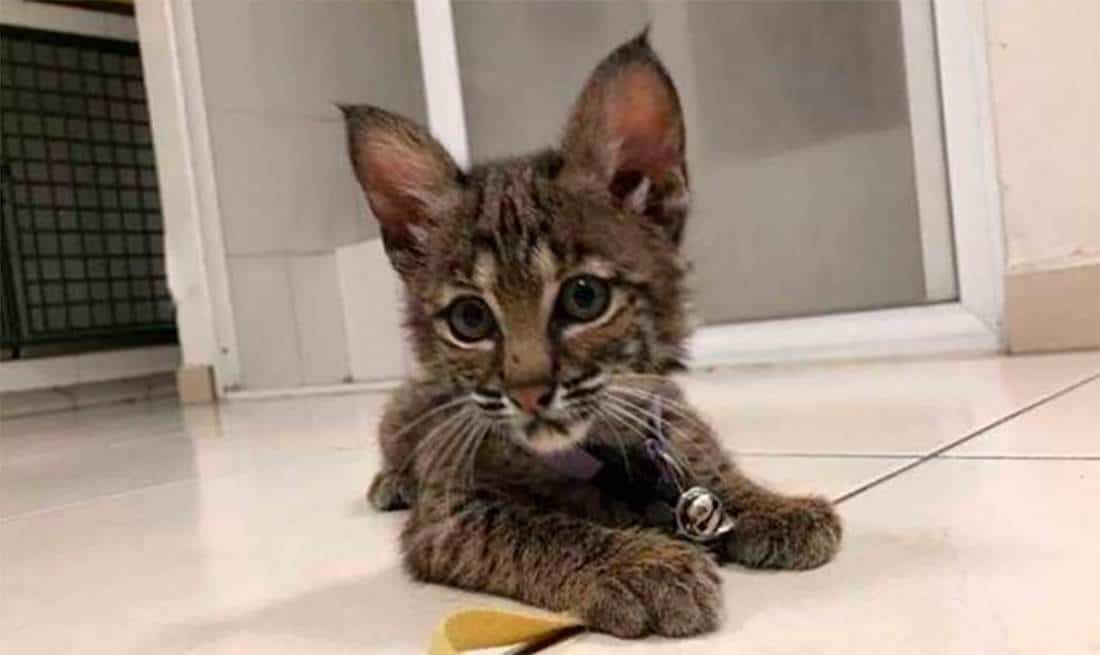 Rescatan a gato montés que paseaba por calles de Monterrey