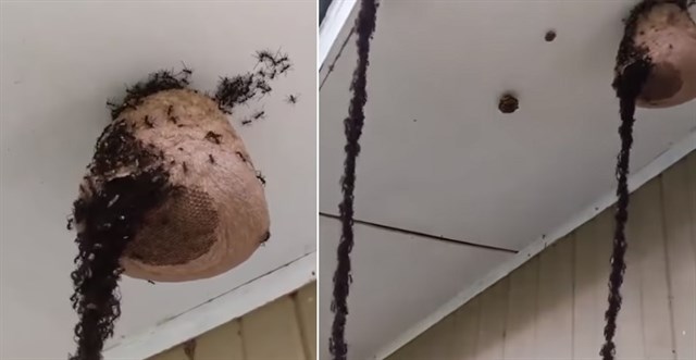 Hormigas crean puente para atacar panal de avispas