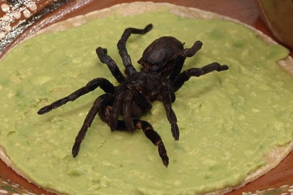 Tacos de tarántula, la especialidad de una chef mexicana