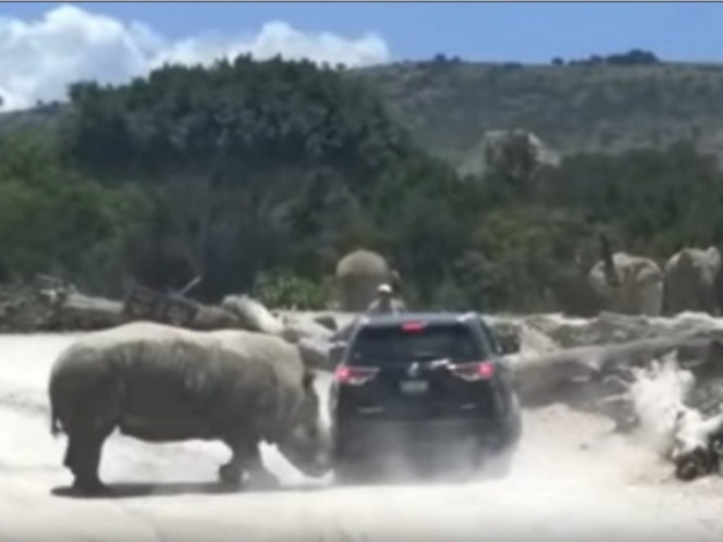 ¡Terror en safari! Así embistió rinoceronte camioneta de familia en Puebla