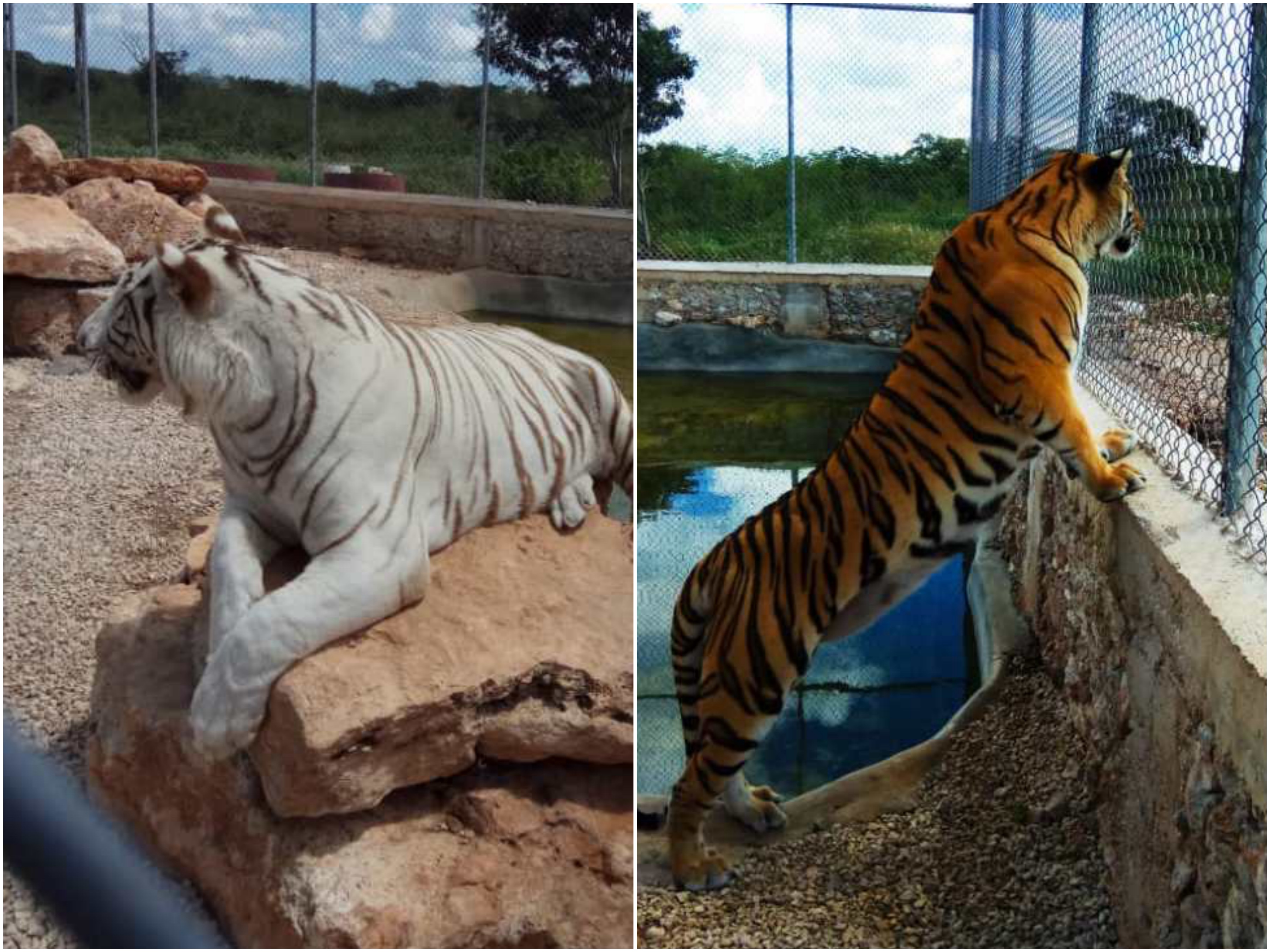 Profepa asegura dos tigres de Bengala en rancho de Baca, Yucatán