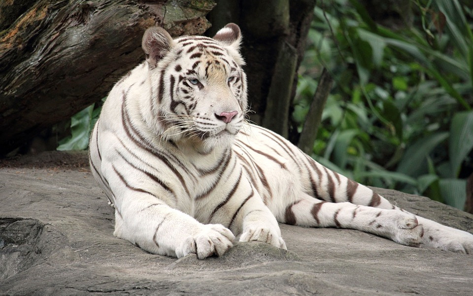 Tigre ataca a menor de edad en Mérida; era propiedad de su padre