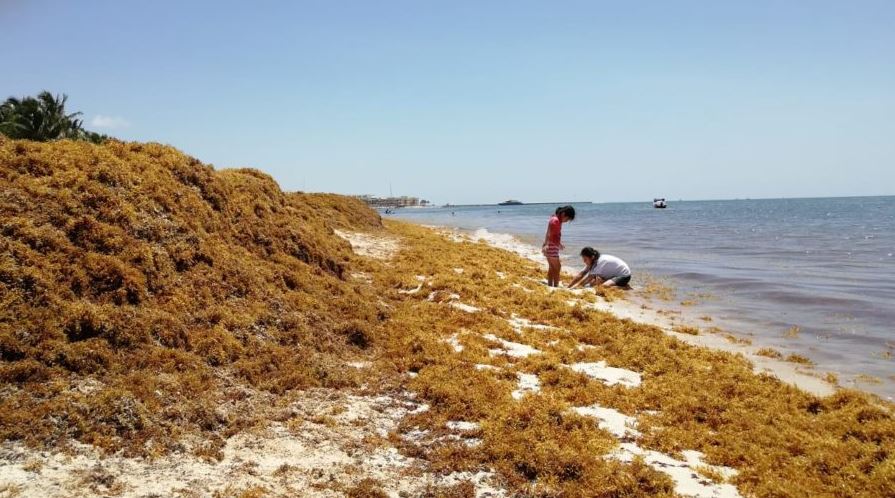 Sargazo afecta también a playas de Yucatán