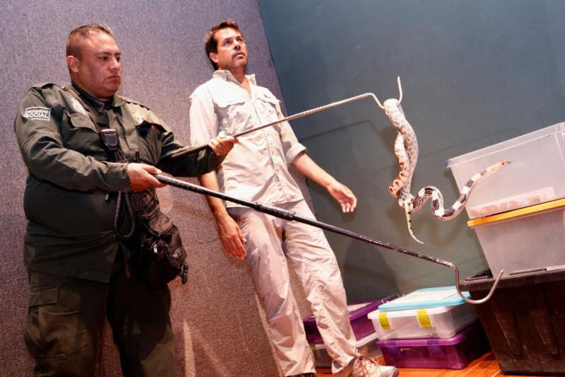 Refuerza Policía Ambiental capacitación en manejo de reptiles