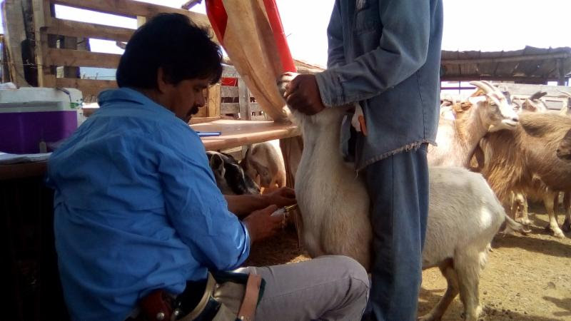 Dirige Gobierno Municipal programa de Sanidad Animal en ejidos
