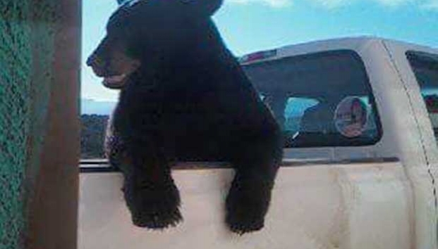 Mineros le dan aventón <br>a un oso en Ocampo