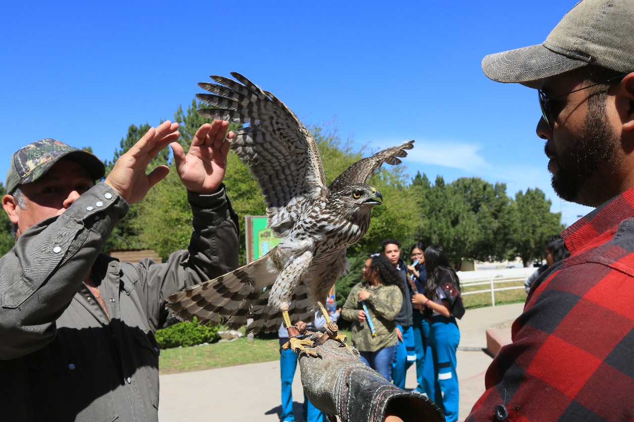 Liberán a gavilán en Bosque Urbano