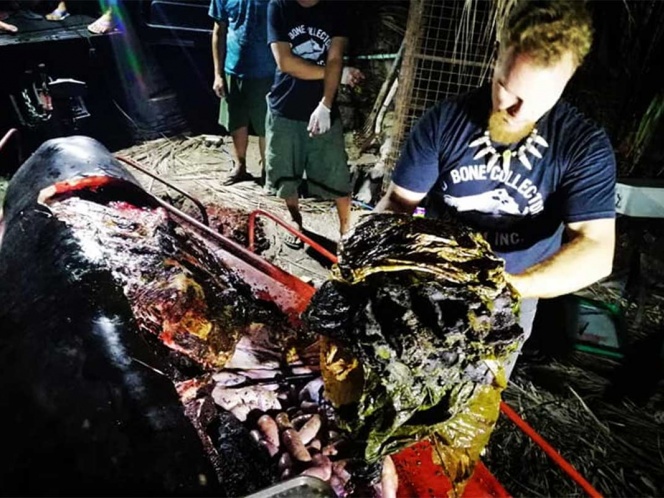 Hallan una ballena muerta con 40 kg de plástico en el estómago