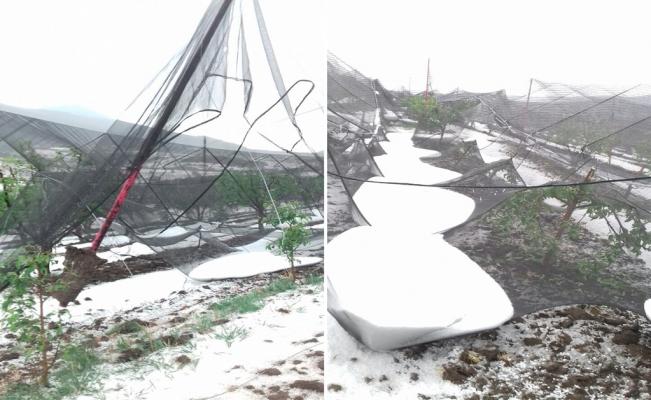 A salvo, producción de manzana tras granizada en Arteaga