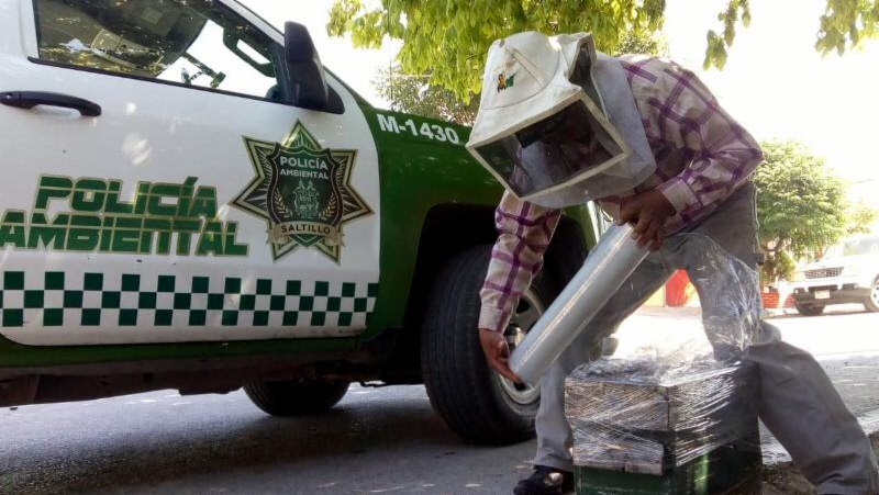 Se une Saltillo a conmemoración del Día Mundial de las Abejas