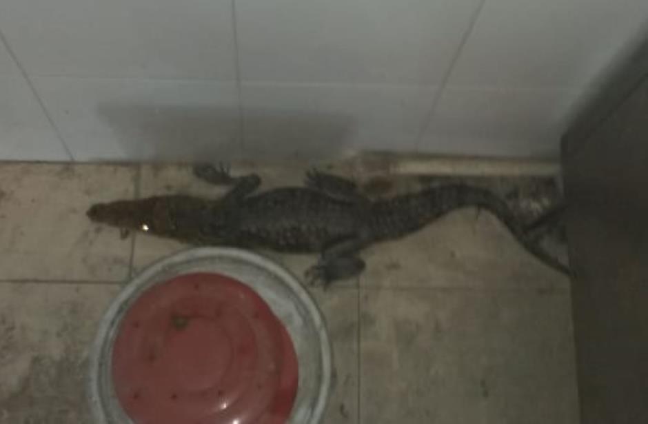 Encuentran cocodrilo ¡dentro de Pollo Loco!