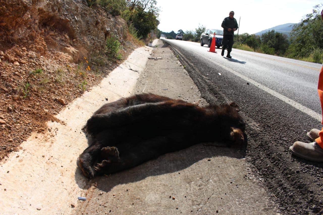 Atropellan y matan a oso en Saltillo