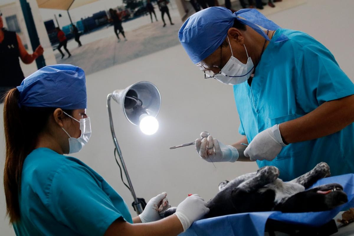 Programa de esterilización a mascotas es permanente en Saltillo