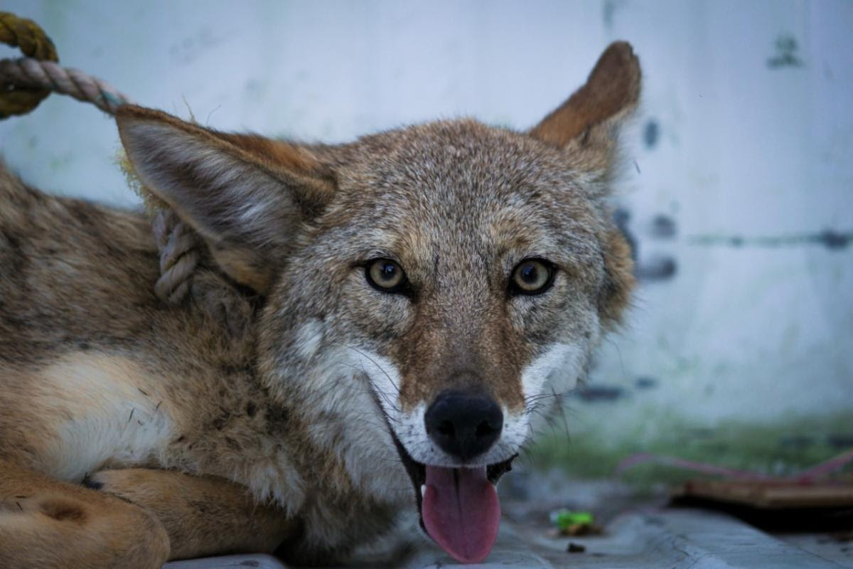 Reubica Policía Ambiental un coyote a su hábitat natural