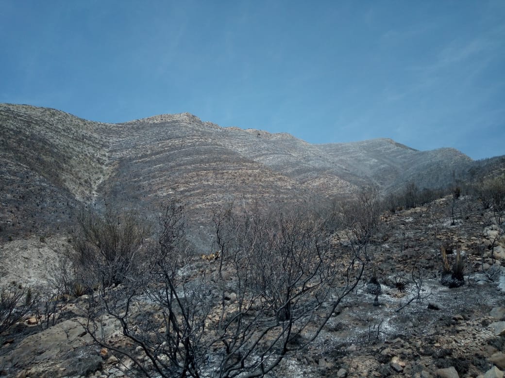 Brigadistas de Coahuila liquidan 2 incendios en la sierra de Arteaga