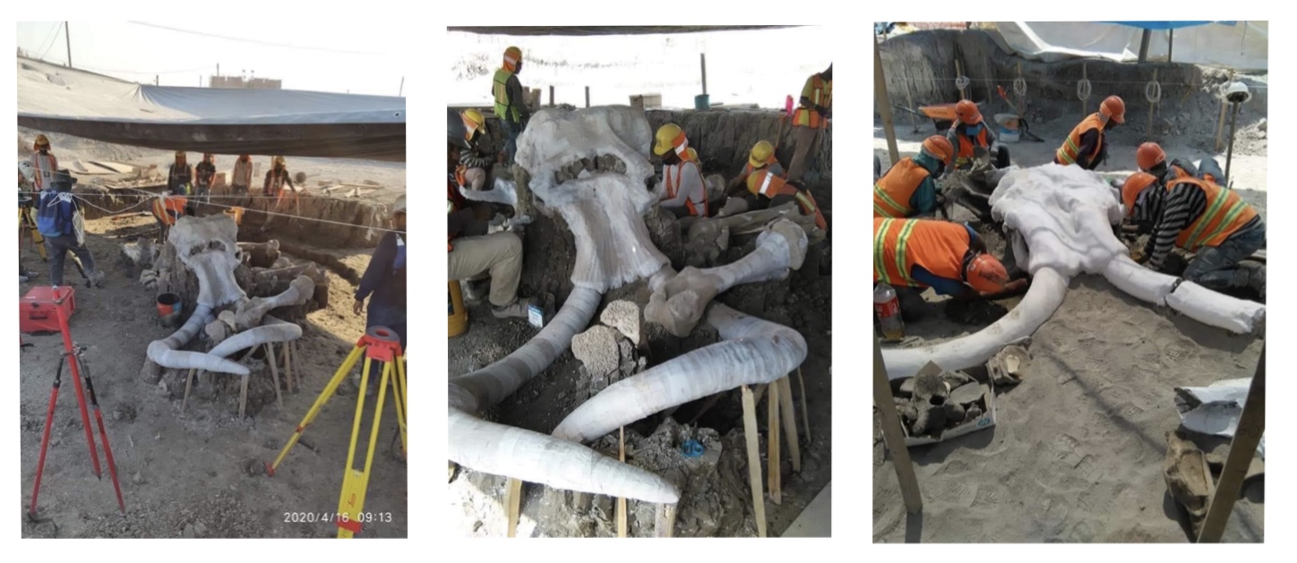 Hallan restos de 70 mamuts <br>en aeropuerto de Santa Lucía