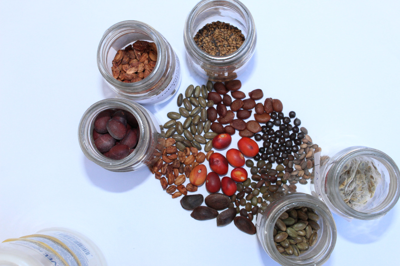 Inician conferencias virtuales de manejo de semilla y producción de plantas