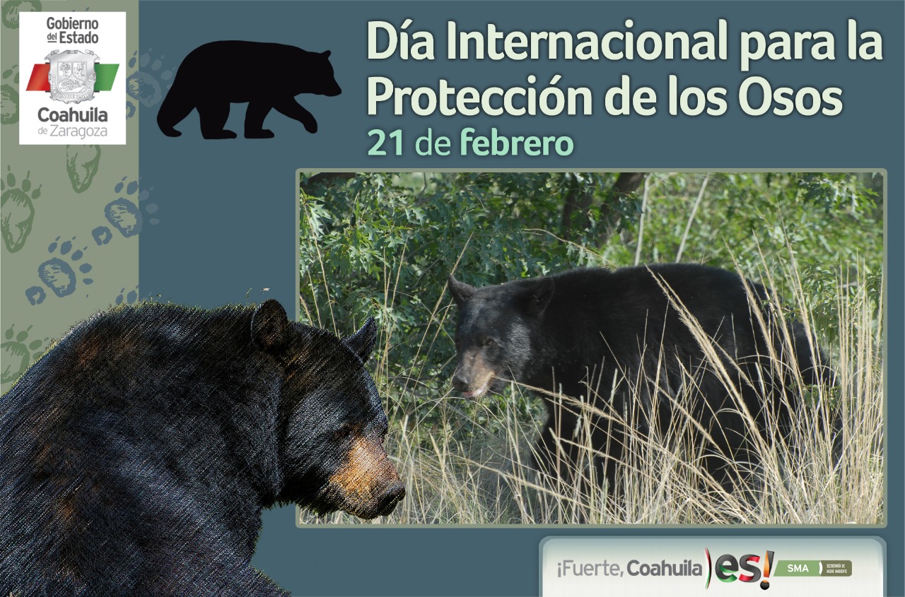 Llama Secretaría de Medio Ambiente a cuidar de los osos negros