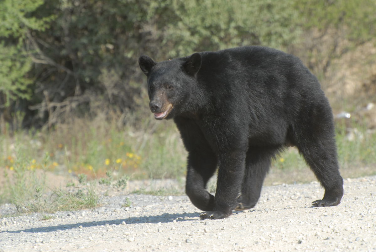 Reportan ataques de oso negro a ganado en la región Sureste