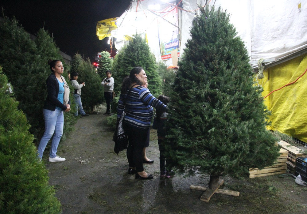 Árboles naturales para uso navideño deben estar certificados, advierten autoridades