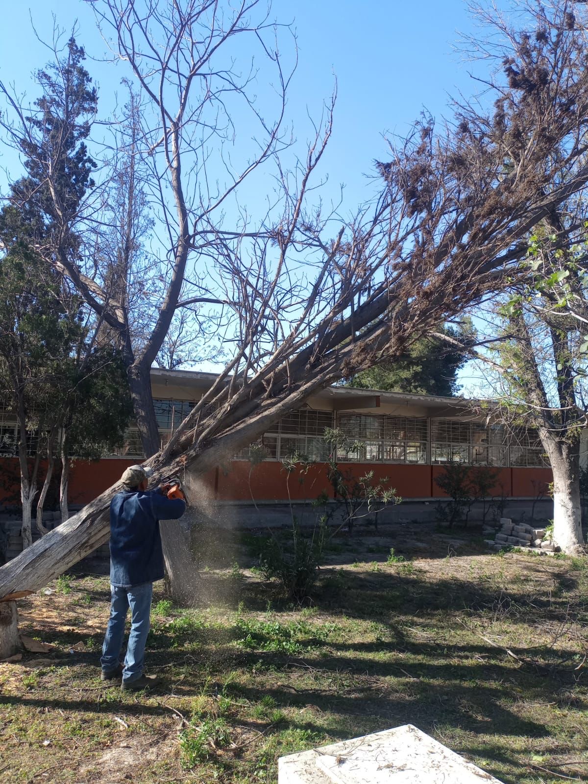 Apoya Ecología con retiro de arbolado adulto en escuelas